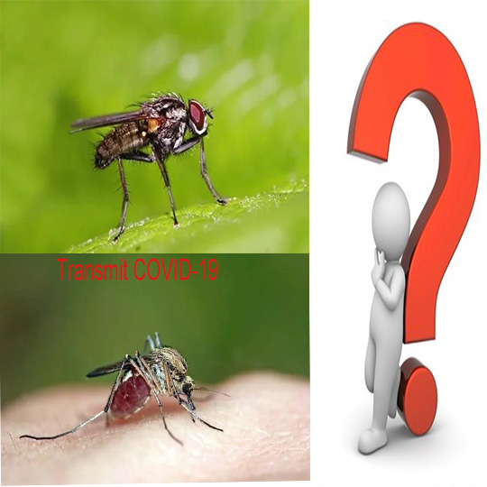 ¿El COVID-19 se propagará a través de moscas domésticas o mosquitos?